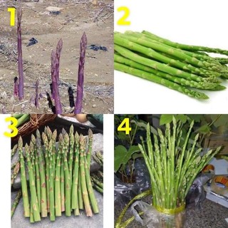 เมล็ด หน่อไม้ฝรั่ง (Asparagus Seed) มีให้เลือก 4 สายพันธุ์ ค่ะ