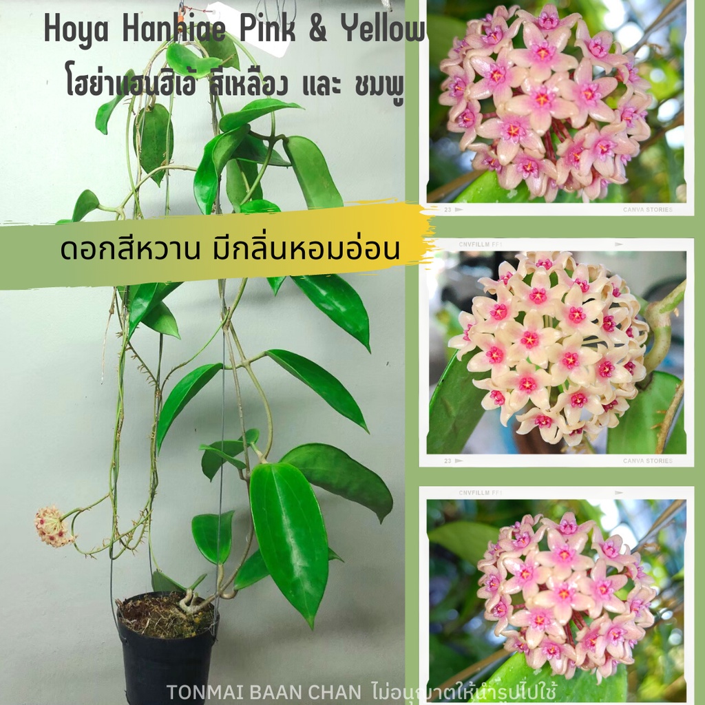 Hoya Hanhiae Yellow &  Pink  โฮย่าแฮนฮิเอ้ สีเหลืองและชมพู มีกลิ่นหอม ส่งต้นไม่ติดดอก ไม้แขวนประดับ ส่งพร้อมลวดแขวน🌼