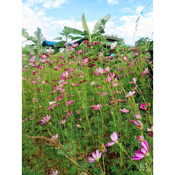 เมล็ดพันธุ์ ดาวกระจาย ดอกดาวกระจาย คอสมอส 50-200 เมล็ด (คละสี) - รูปที่ 7