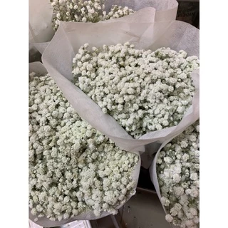 ดอกยิปโซแห้ง (กำเปล่า) สวยๆ คัดพิเศษเพื่อลูกค้าอบแห้งพอประมานก้านยังสีเขียว