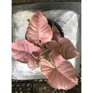 ออมชมพู Syngonium hybrid