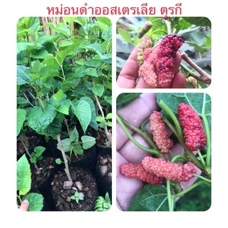 หม่อนดำออสเตรเลียตุรกีต้นแม่นำเข้าจากตุรกี