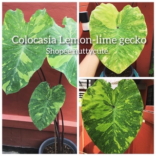 Colocasia lemon-lime gecko เลม่อนลาม เก็กโก๊ะ (ไม้ชำแล้ว-รากแน่นอน)