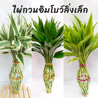 ไผ่กวนอิมโบว์ลิ่งเล็ก สูง 40-45 cm