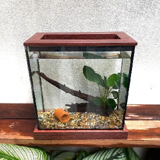 Betta Corner Set ตู้ปลาขนาด 4*8*8 ฐานสีมอคค่า พร้อมของตกแต่งในตู้ หิน ต้นไม้ผูกขอน + โอ่งจิ้ว