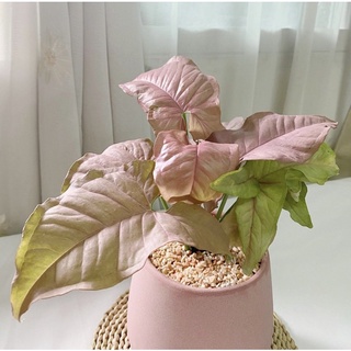 syngonium Pink ออมชมพู ต้นไม้สีชมพู