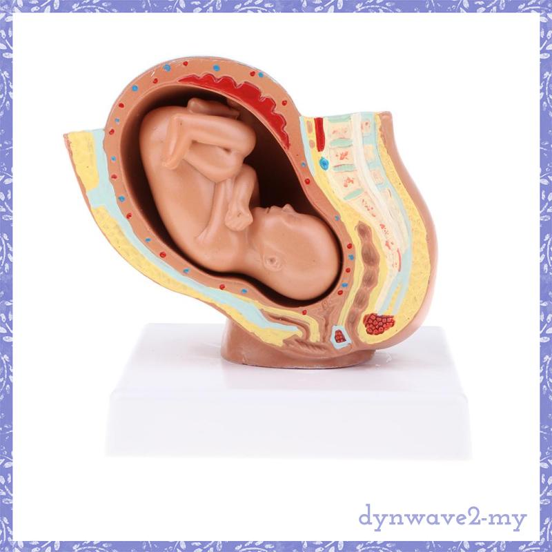 [DYNWAVE2]  Lifesize   9th   Month   Fetus   Embryo   Pregnancy   Development   Anatomy   Teach   Mo