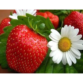 เมล็ดพันธุ์สตอเบอรี่ยักษ์ 500 เมล็ด Sweet Strawberry Seeds Fruit Seeds เมล็ดพันธุ์แท้ ปลูกง่ายปลูกได้ทั่วไทย