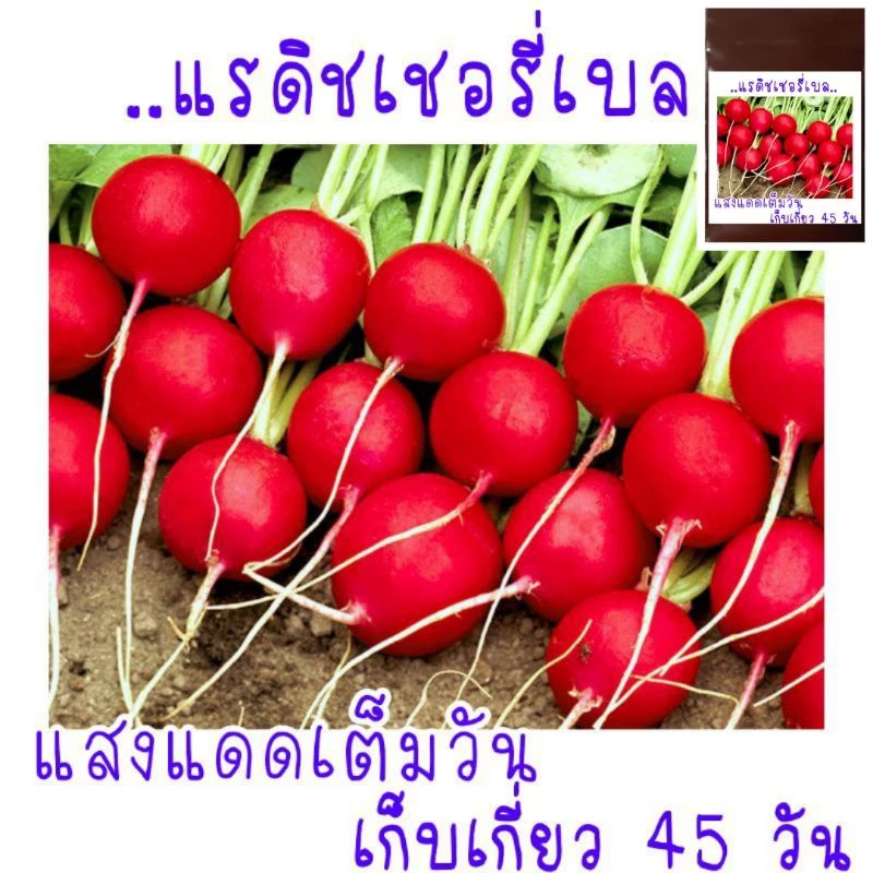 200 เมล็ด เมล็ดพันธุ์ แรดิชเชอร์รี่เบล Radish เมล็ดพันธุ์แรดิช