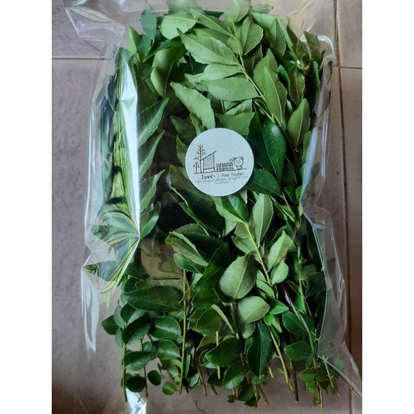 ใบกระหรี่ ใบหอมแขก Curry Leaf สดใหม่เขียวสวย