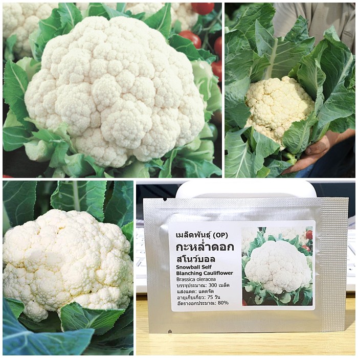 เมล็ดพันธุ์ กะหล่ำดอก สโนว์บอล (Snowball Self Blanching Cauliflower Seed) บรจจุ 300 เมล็ด ของแท้ 100