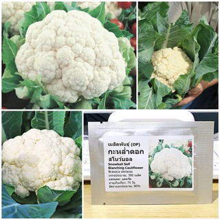 เมล็ดพันธุ์ กะหล่ำดอก สโนว์บอล (Snowball Self Blanching Cauliflower Seed) บรจจุ 300 เมล็ด ของแท้ 100%