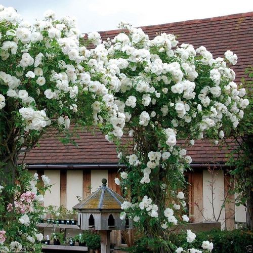 กุหลาบเถาเลื้อย สายพันธุ์อังกฤษ สีขาว ดอกใหญ่ Rose Seeds 30 เมล็ด