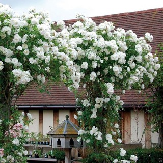 เมล็ดพันธุ์ กุหลาบเถาเลื้อย สายพันธุ์อังกฤษ สีขาว ดอกใหญ่ Rose Seeds นำเข้าจากต่างประเทศ 30 เมล็ด