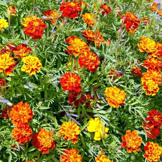 เมล็ด ดาวเรืองฝรั่งเศส สปาร์คกี้ คละสี - Sparky French Marigold Mix