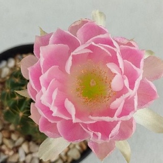 Cake Cactus Farm กระบองเพชร Lobivia hybrid B76 โลบิเวียลูกผสม