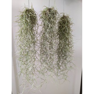 ไม้มหัศจรรย์ เคราฤาษี กรองฝุ่นpm2.5   Spanish moss