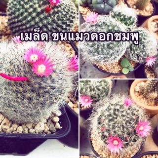 🌵เมล็ดพันธ์🌵กระบองเพชร แมมขนแมว ดอกชมพู 🏡บ้านและสวน