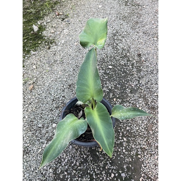 Philodendron rugosum 'Sow’s Ear' ฟิโลหนังหมู  ❌ไม่รับเก็บปลายทาง❌