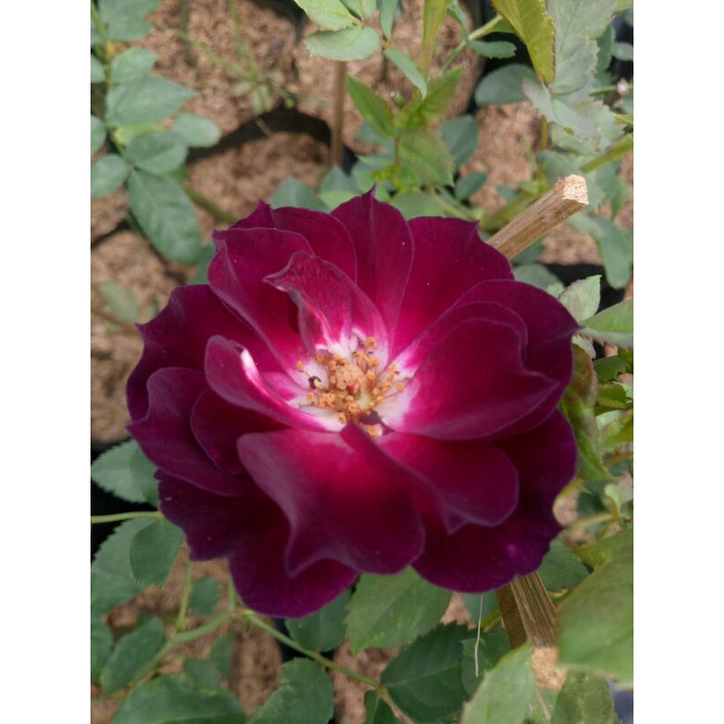 กุหลาบสีม่วงเข้ม มิดไนท์บลู - รูปที่ 2