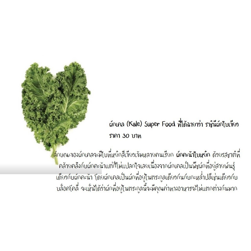 เมล็ดพันธ์ุ Kale เคล อาหาร Superfood  เมล็ดพันธ์ุผัก เมล็ดพันธ์ุ