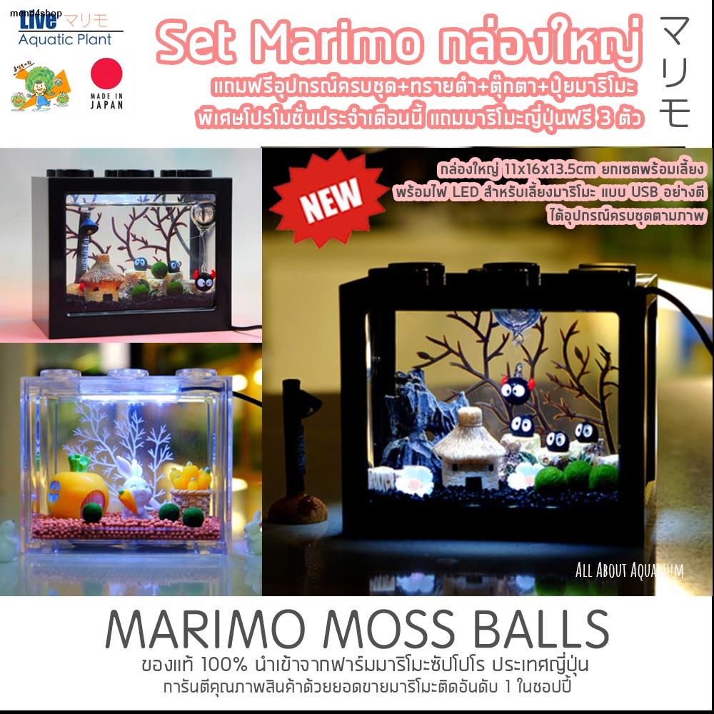 แท้ มาริโมะพันธุ์ขนยาว marimo สาหร่ายนำโชคจากประเทศญี่ปุ่น ส่งของทุกวัน ...