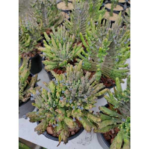 เศรษฐีล้านล้าน Kalanchoe tubiflora cristata ราคา ถูกที่สุด ดีลบีเคเค แกลเลอรีภาพที่ 5