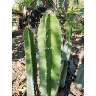 คอนโดนางฟ้า ตัดสด ปราสาท​นางฟ้า ตอคอนโดนางฟ้า ต้นคอนโดนางฟ้า Cactus แคคตัส กระบองเพชร ไม้อวบน้ำ ไม้กราฟ ตอกราฟ ราคาถูก​