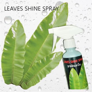 สารชักเงาใบ (Leaves Shine Spray) - เพิ่มความเงางามให้ต้นไม้คุณได้ง่ายๆ ด้วย สเปร์ยชักเงาใบ 12T