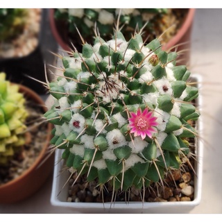 แมมหนามทุเรียน หนามยาว (Mammillaria bucareliensis)