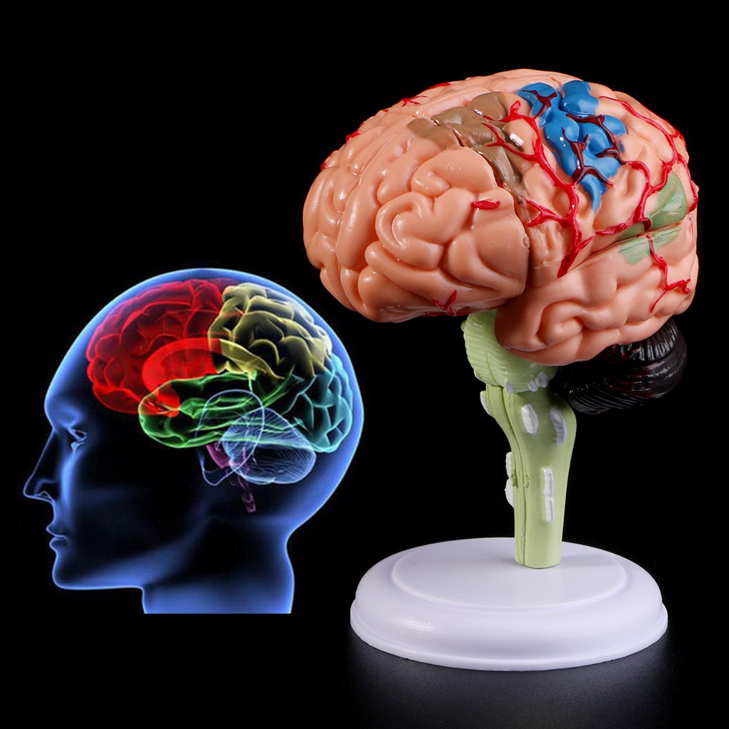 *❤❤4D Disassembled Anatomical Human Brain Model Anatomy Medical Teaching Tool
