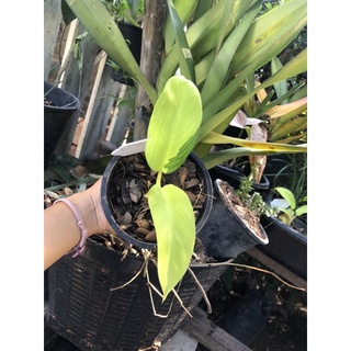 แบ่งไม่สะสมค่ะ Philodendron Thai Sunrise 250