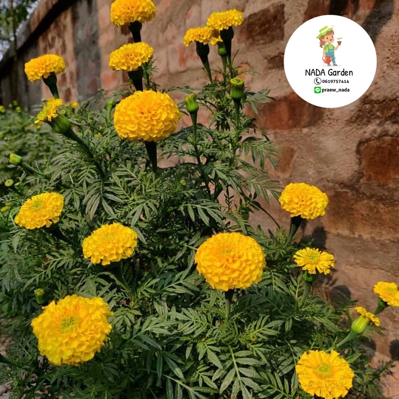 เมล็ดพันธุ์ดาวเรืองสีเหลือง ⭐️300 เมล็ด เมล็ดพันธุ์แท้ อัตราการงอกสูง 🌱 - รูปที่ 4