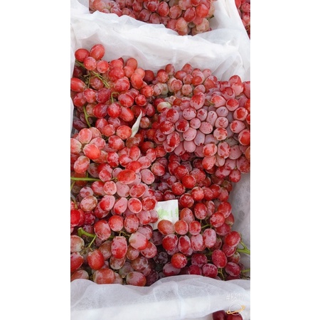 พร้อมส่ง องุ่นแดงไร้เมล็ดตะกร้าละ4.5โล