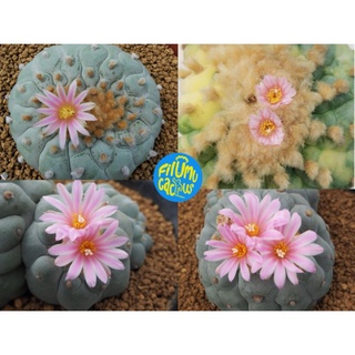 (10 เมล็ด​) เมล็ด​ Lophophora fricii Cristata ด่าง