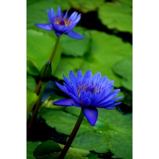 7 เมล็ด เมล็ดบัว สีน้ำเงิน ดอกใหญ่ สายพันธุ์เมล็ดบัว ดอกบัว Lotus seeds.