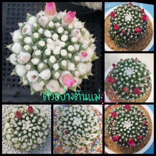 แมมอิรุซามิ แมมปุยหิมะพร้อมส่ง ส่งทั้งกระถาง 2 นิ้ว Mammillaria Erusamu กระบองเพชร แคคตัส ต้นไม้น่ารัก