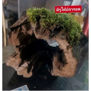 ไม้น้ำแต่งตู้ปลาขอนไม้ติดมอส ❤️ ขอนไม้ใหญ่พันมอสขนาดไม่เกิน15cm.