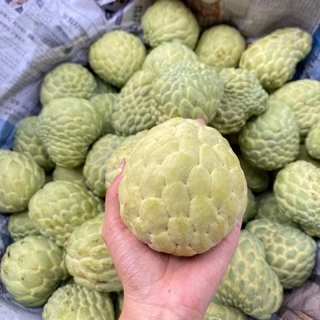 น้อยหน่าเพชรปากช่อง‼️ เม็ดน้อย เนื้อเยอะ ( 🌟พร้อมส่ง ! ) หวานๆ เก็บสดจากสวน💯 ไซต์เล็ก 4-5 ลูกโล