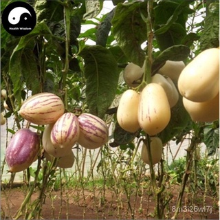 （เมล็ดพันธุ์ ถูก คละ）10เมล็ด Pepino Melon Seeds Ginseng Fruit Seeds เมล็ดพันธุ์พืช เมล็ดดอกไม้ เมล็ดพันธุ์ผัก พันธุ์ไม้ผ