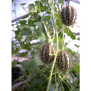 10 เมล็ดพันธุ์ แตงกวาเงาะ หรือแตงกวาป่า(กินได้) ornamental cucumber Seeds มีคู่มือพร้อมปลูก อัตรางอก 80-85%