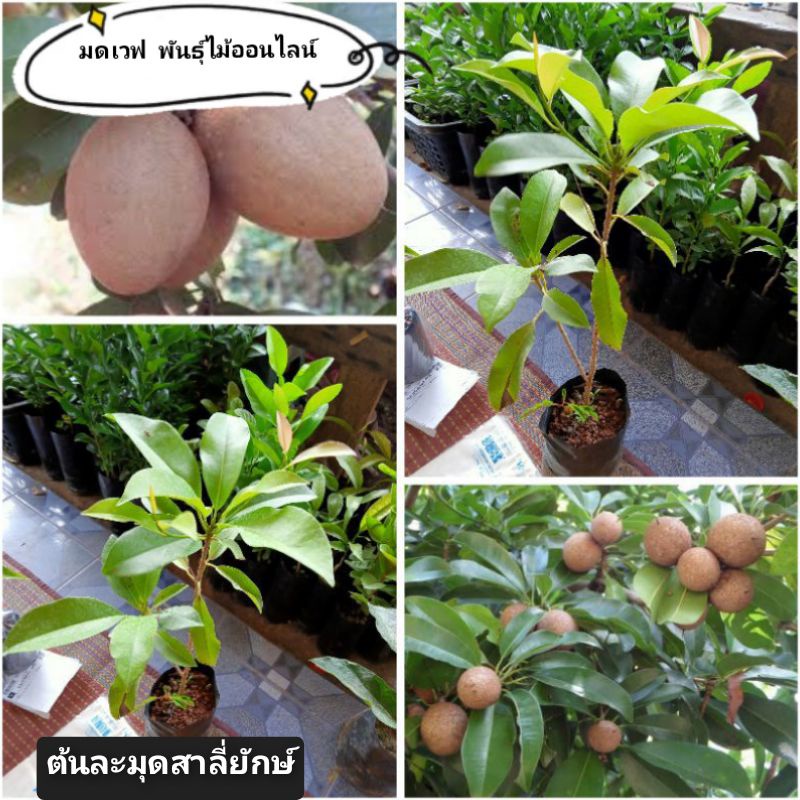 💥ต้นละมุด สาลี่ยักษ์ เพราะเมล็ด 📦📦