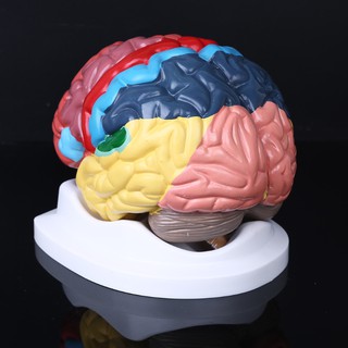 Life Size Human Brain Functional Area Model Anatomy for Science Classroom Study 3TOQ