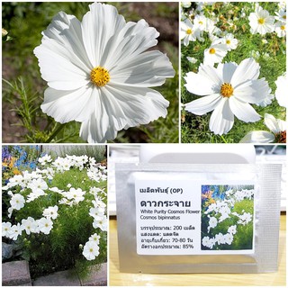 เมล็ดพันธุ์ ดาวกระจายสีขาว ดอกคอสมอส (White Purity Cosmos Flower Seed) บรรจุ 200 เมล็ด คุณภาพดี ราคาถูก ของแท้ 100%