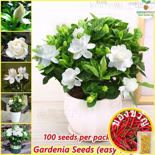 [100% เพิ่มในรายการโปรดเมล็ด] 100เมล็ด/เมล็ดพันธุ์พุดในกระถาง Cape Jasmine Fragrance Plants เมล็ดพันธุ์บอนไซการปลูกดอกไม