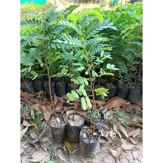 มะขามเปรี้ยวยักษ์ตกต้นละ6฿1ชุด10ต้น ประมาณ40-50ซม.สมุนไพรไม้ประดับพันธุ์ไม้