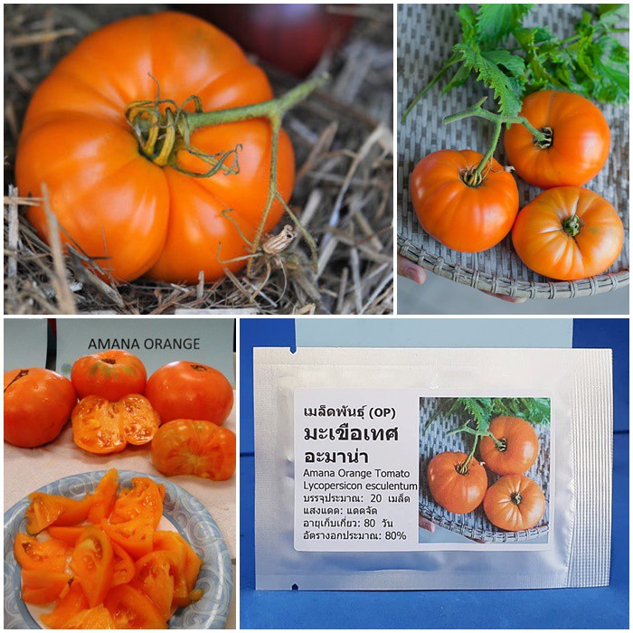 เมล็ดพันธุ์ มะเขือเทศ อะมาน่า Amana Orange Tomato Seed 20 เมล็ด คุณภาพดี ของแท้ 100%