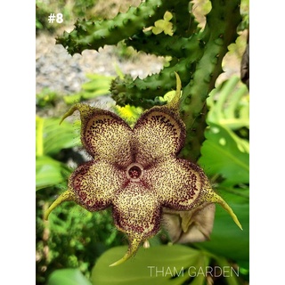 Edithcolea grandis #8 เก๋งพรมเปอร์เซีย ดอกเบอร์8