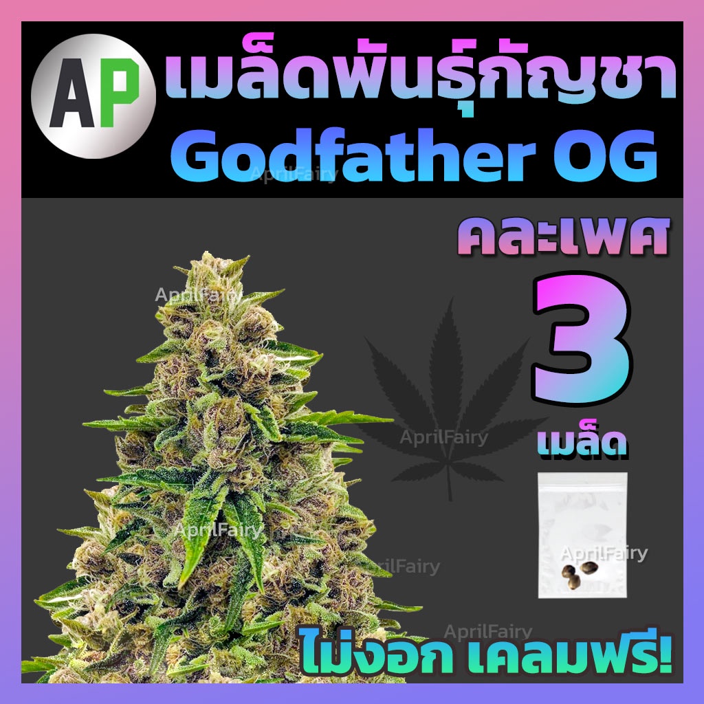 เมล็ดกัญชา Godfather OG Photo ก็อดฟาเธอร์ โฟโต้ 3เมล็ด คัดเมล็ดแก่จัด อัตราการงอกสูง เมล็ดพันธุ์กัญชา