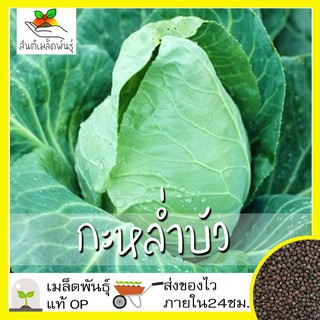 เมล็ดพันธุ์ กะหล่ำบัว 400 เมล็ด Early Jersey Wakefield Cabbage seed เมล็ดพันธุ์แท้100% นำเข้าจากต่างประเทศ กะหล่ำปลี ถูก